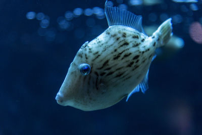 Close-up of fish swimming in sea