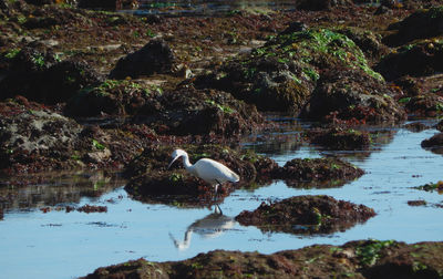 Bird in a lake