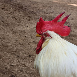 Close-up of rooster