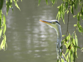 Close-up of a bird