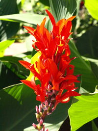 Close-up of red flowers