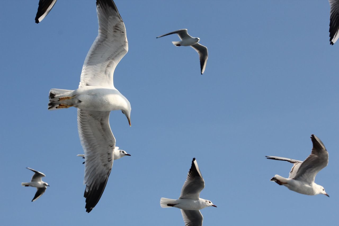 flying, bird, animals in the wild, animal wildlife, animal themes, spread wings, group of animals, animal, vertebrate, sky, mid-air, seagull, clear sky, nature, large group of animals, no people, day, low angle view, motion, flock of birds, flapping