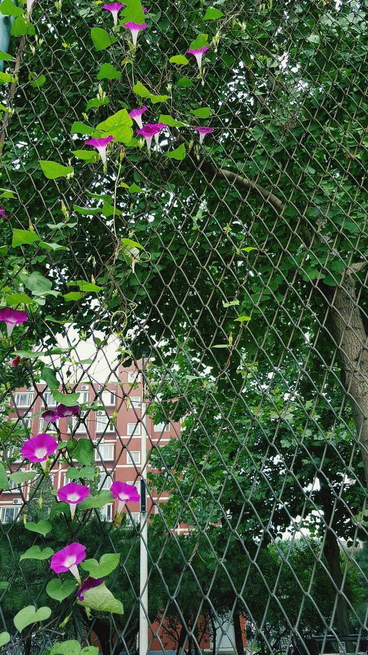 FLOWERS GROWING IN PARK