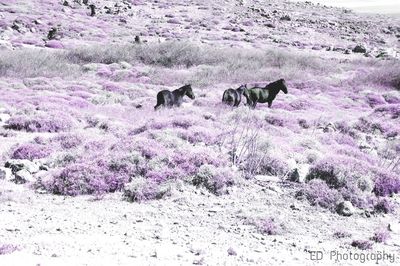 Horses on ground