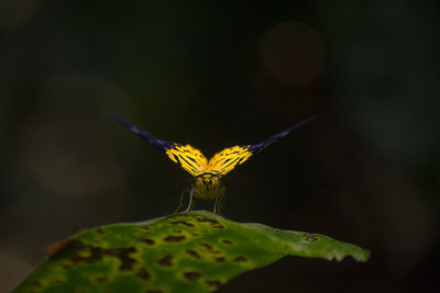 Close-up of butterfly on flower