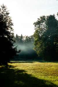 Trees on field against sky