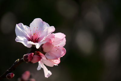 Close-up of pink flowers