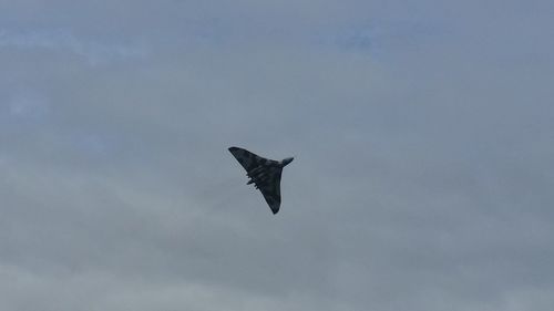 Low angle view of bird flying in sky