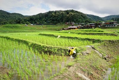 Scenic view of agricultural field against sky