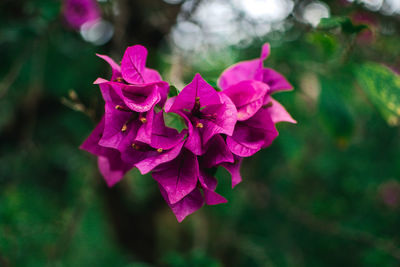 Close-up of purple flowering plant 