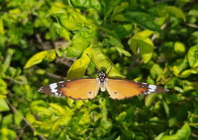 Butterfly pollinating flower