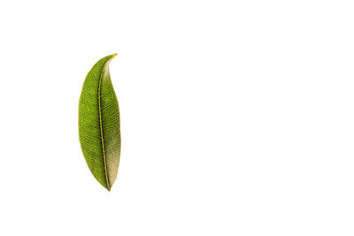 Close-up of green leaves against white background