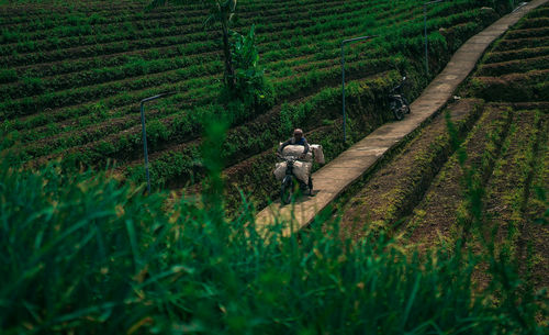 Scenic view of agricultural field