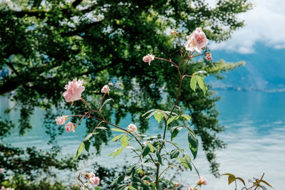 Close-up of flowering plant against trees