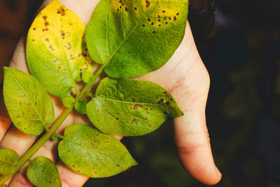 Alternaria sp. on the leaf of potato.