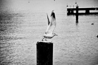 Seagull taking off from wooden post by sea