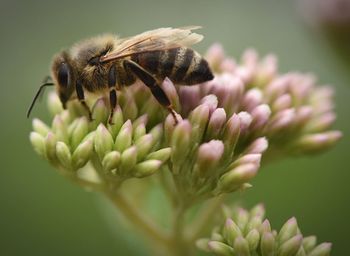 Close-up of bee pollinating on flower