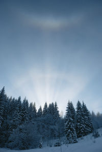 Trees on snow covered land against sky