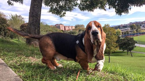 Portrait of dog on field. blues at the park.