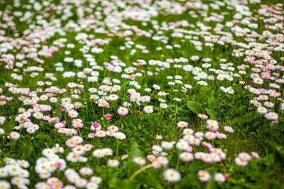 Close-up of white flowering plants on field