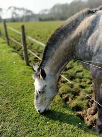 View of a horse on field