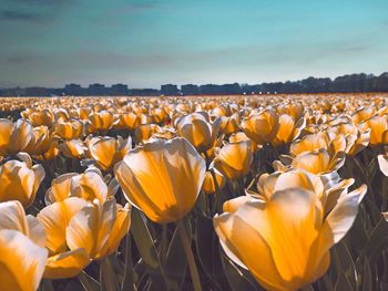 Close-up of yellow tulips growing in field