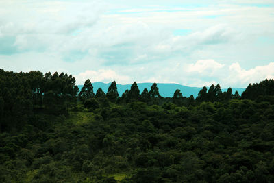 Trees in forest against sky