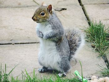 Close-up of squirrel eating grass