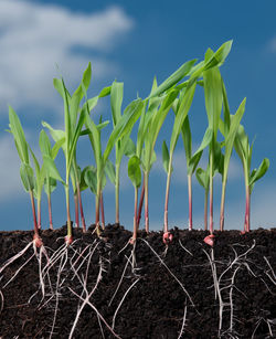 Close-up of plants on field