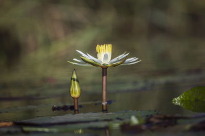 Close-up of water lily in garden