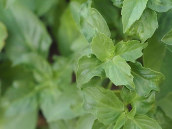 Close-up of fresh green leaves