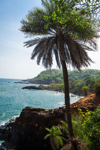 Palm tree by sea against sky