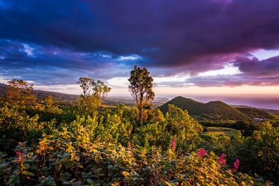 Scenic view of flowering plants against sky during sunset