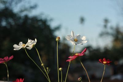 Close-up of flowering plant