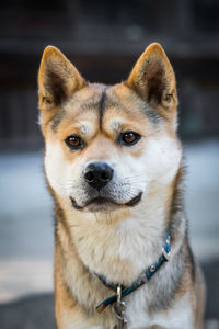 Close-up portrait of a dog