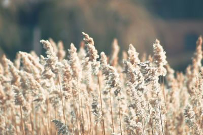 Reed on field during sunny day