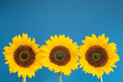 Close-up of sunflower against blue background