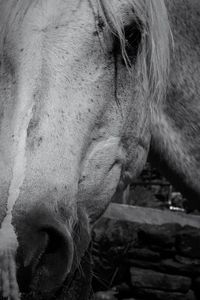 Close-up of horse