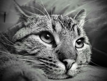 Close-up portrait of cat