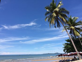 Low angle view of palm trees against blue sky