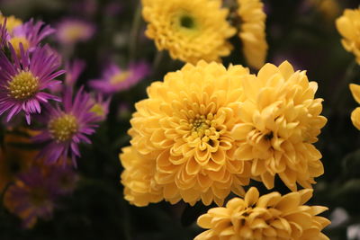 Close-up of yellow flowering plants in park