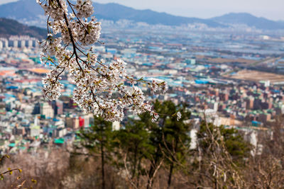 View of flowering tree by buildings in city