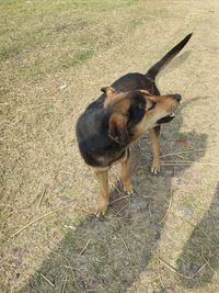 High angle view of dog on field