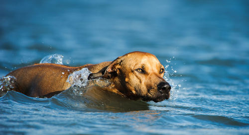 Dog swimming in shallow water
