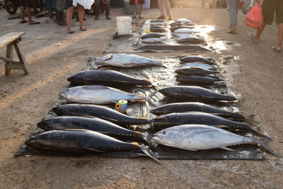 High angle view of fish for sale