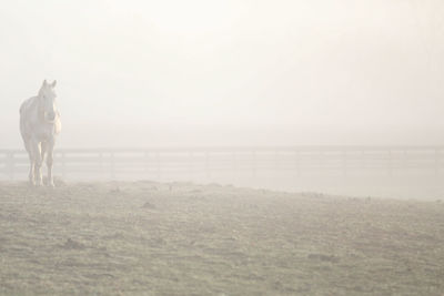 View of dog standing on field against sky