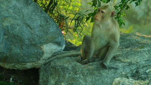 Monkey sitting on rock