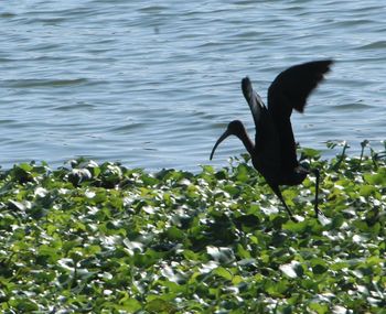 High angle view of gray heron perching on lake