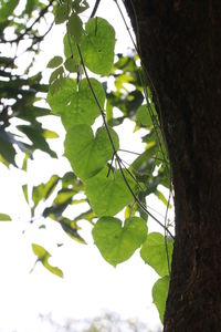 Low angle view of tree against sky