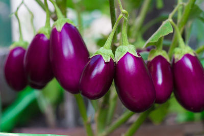 Mature eggplants in the organic garden plant